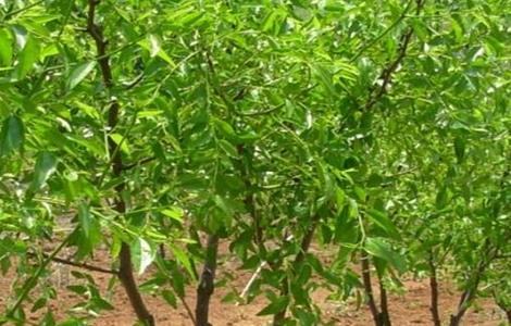 枣树修剪时间和方法(枣树的修剪时间)