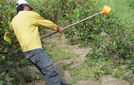 桑葚树施肥方法（桑葚树施什么肥料）