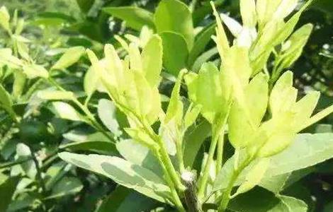 柑橘树该怎么放梢（柑橘树该怎么放梢子）