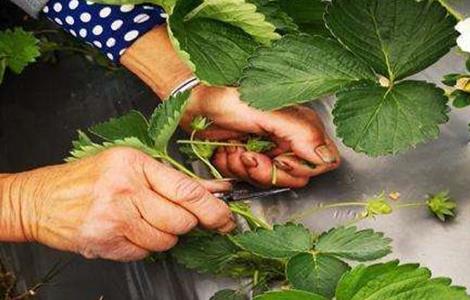 草莓疏花疏果技术（草莓疏花疏果技术培训）