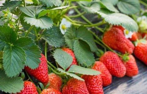 夏季适合种什么水果（夏季适合种什么水果苗）