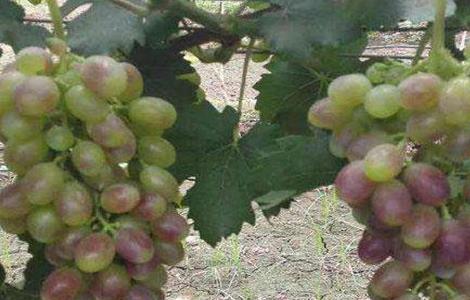 葡萄转色期的管理技术 葡萄转色期的管理技术要点