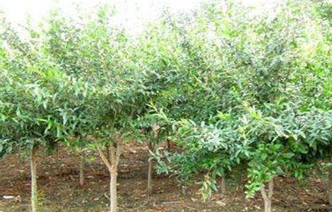 石榴树怎么修剪结果多 石榴树怎么修剪才能开花结果