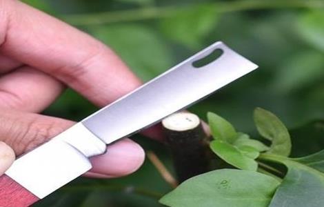 果树嫁接时间与方法（各种果树嫁接时间）