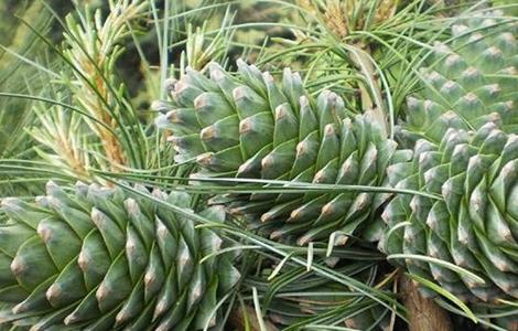 松子种植多久能结果(松子种植多久能结果啊)