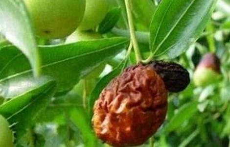 冬枣缩果病的防治技术（冬枣缩果病的防治技术有哪些）