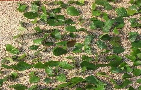 榛子树苗什么时候栽 榛子树苗什么时候栽镇子树在河北石家庄能栽吗