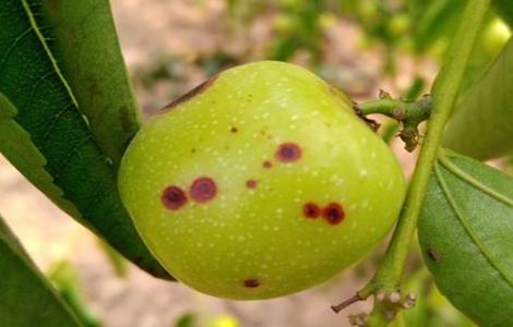 冬枣斑点病的防治方法 冬枣红斑点病如何治