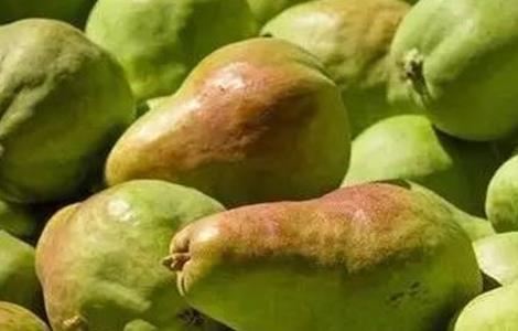 西洋梨的种植技术 西洋梨的种植技术与管理