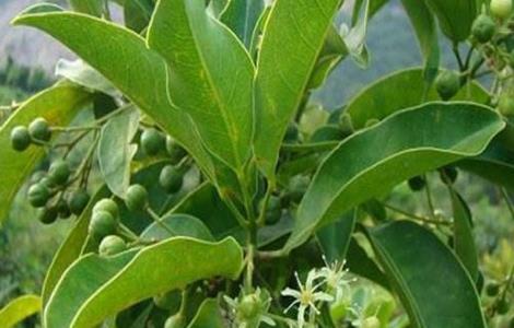 山竹怎么养才会结果 山竹怎么养才会结果多