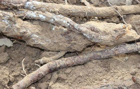 苹果叶子边缘干枯怎么办（苹果树叶子边缘干枯咋回事）