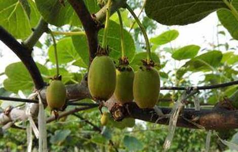 红心猕猴桃整形修剪技术 红心猕猴桃的修剪方法