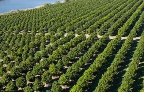 巴旦木生长环境要求（巴旦木生长环境要求高吗）