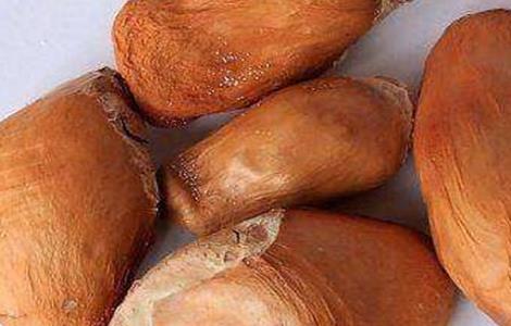 榴莲种子怎么种 榴莲种子怎么种才能发芽