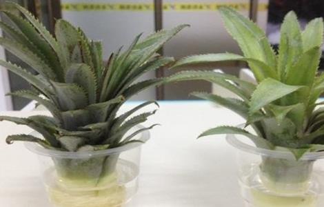 菠萝叶子怎么种水培（菠萝叶子怎么种水培植物）