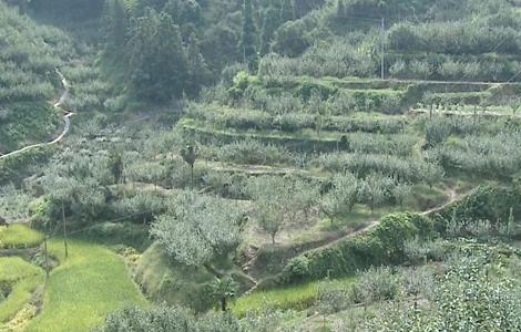 雪梨种植适宜地 雪梨种植基地