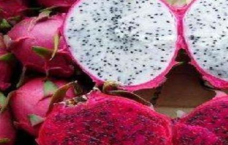 火龙果该怎么种植 火龙果怎么种植的