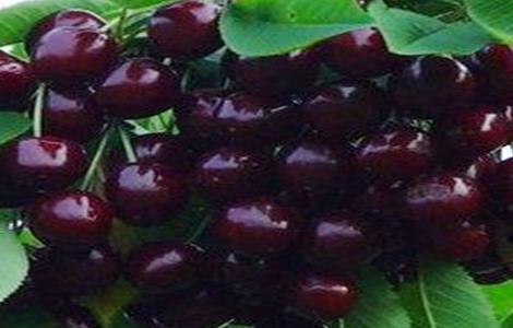 黑珍珠樱桃苗价格（黑珍珠大樱桃苗）