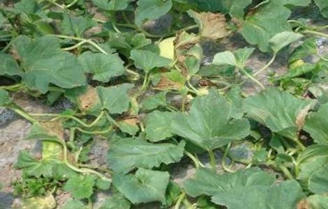 甜瓜塌秧发生原因及防治方法 甜瓜烂秧烂杆是什么原因怎么治