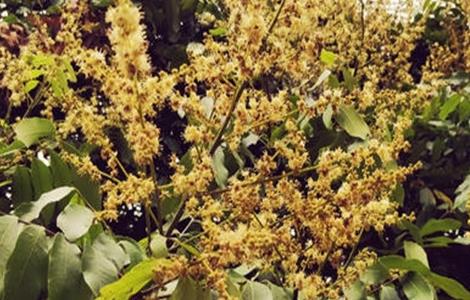 芒果只开花不结果原因及防治方法（芒果只开花不结果原因及防治方法图片）