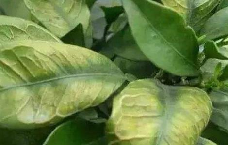 柑橘叶面肥施什么，喷肥注意事项 柑橘叶面肥用尿素喷施