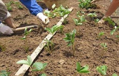 草莓定植成活率不高（草莓怎么种存活率高）