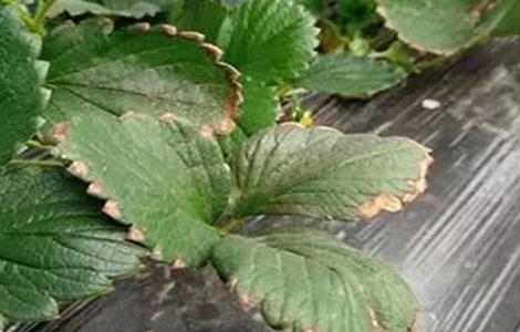 草莓叶片变脆原因及解决方法 草莓叶片发脆怎么回事