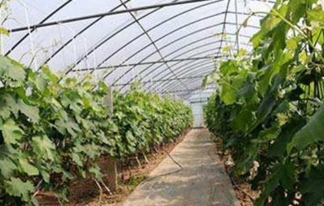 大棚葡萄怎么追肥（大棚葡萄萌芽期如何施肥）