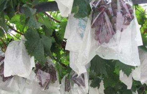 葡萄摘袋后烂穗是什么原因（葡萄穗掉了怎么回事）