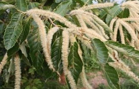 板栗只开花不结果原因及预防措施（板栗只开花不结果原因及预防措施怎么写）