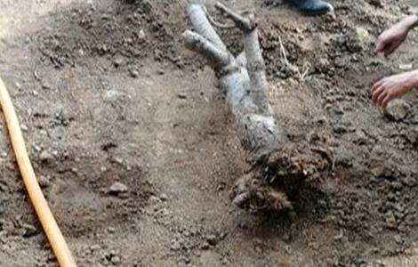 樱桃死树原因及防治措施 樱桃死树的原因