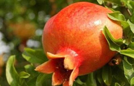 石榴叶子卷曲的原因 石榴树叶子卷曲是什么原因