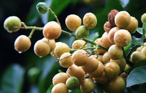 黄皮果根腐病的防治措施 黄皮果根腐病的防治措施图片