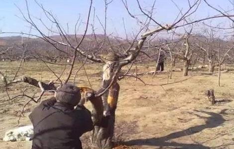 果树冬季刮皮的方法 果树冬季刮皮的方法图片