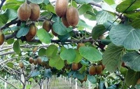 猕猴桃果园秋季管理要点 猕猴桃的秋季管理