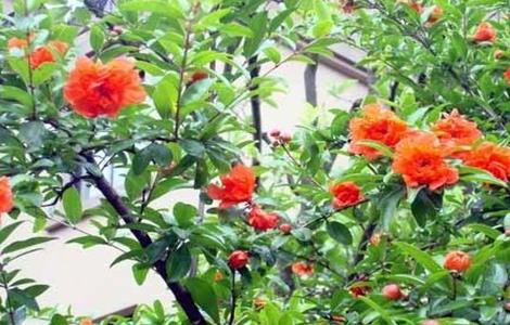 石榴只开花不结果是什么原因 石榴花只开花不结果是什么原因