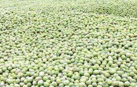 核桃采收时间和注意事项（核桃采收时间和注意事项有哪些）