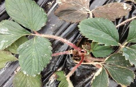 草莓移栽死苗怎么办（草莓苗枯萎了怎么办）