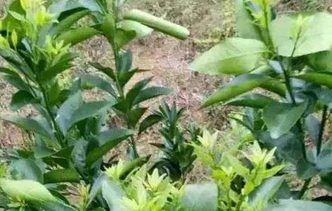 如何促进柑橘秋梢老熟 如何促进柑橘秋梢老熟发芽