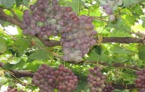 葡萄灰霉病的防治措施（葡萄灰霉病的防治措施有哪些）