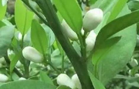沙糖桔的促花措施及方法（沙糖桔促花技术）