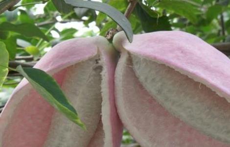 八月瓜怎么繁殖 八月瓜怎么繁殖视频