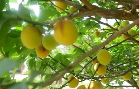 梅子对生长环境的要求 梅子对生长环境的要求是