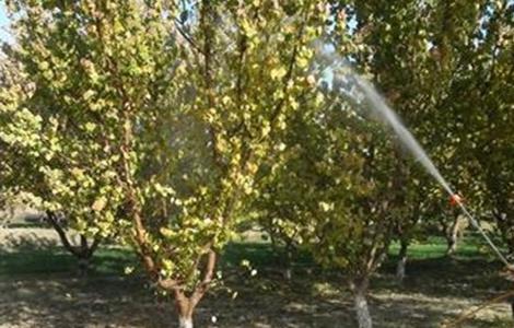 杏树秋季管理要点（杏树春季管理要点）