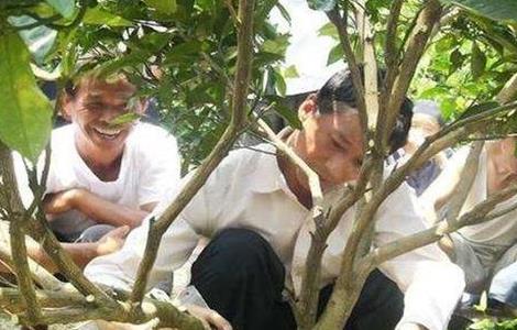 沙糖桔环割方法及注意事项（沙糖桔环割正确方法）