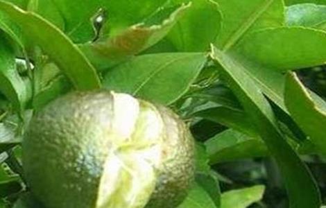 沙糖桔裂果原因及防治方法 沙糖桔果子开裂怎么办