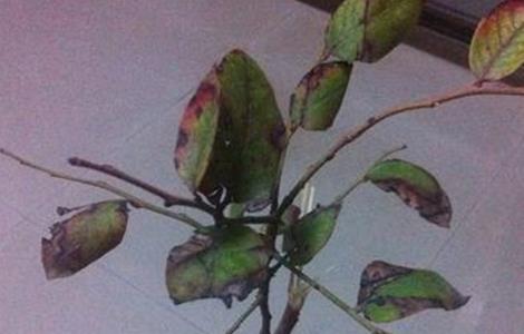 蓝莓叶子发黄干枯原因及解决方法 蓝莓叶子发红干枯