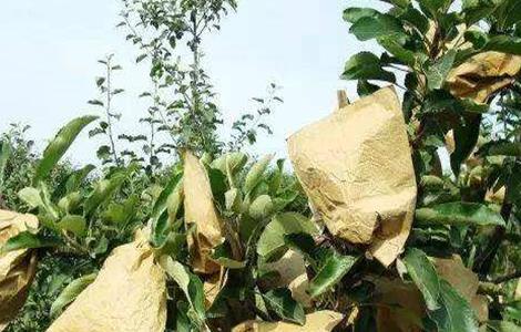 苹果什么时候摘袋好 苹果什么时候摘袋好呢