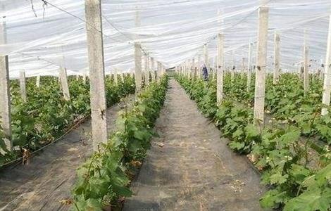 大棚葡萄采收后的管理 春天大棚葡萄的管理