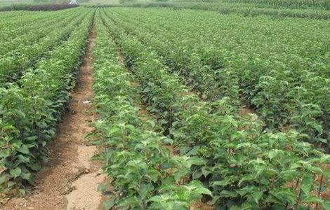 矮化苹果树的栽培技术 矮化苹果树的栽培技术和管理